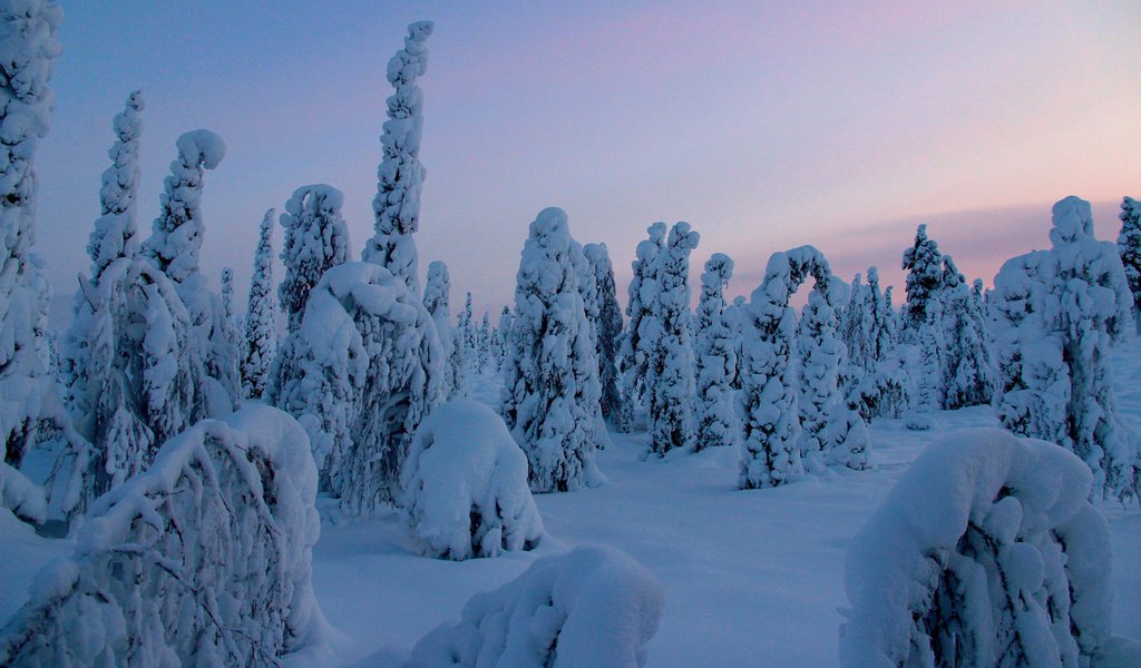 Обои деревья, снег, природа, лес, зима, trees, snow, nature, forest, winter разрешение 1920x1200 Загрузить