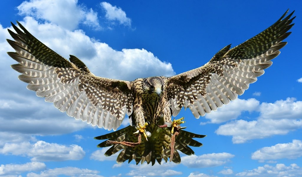 Обои небо, облака, полет, крылья, хищник, птица, сокол, the sky, clouds, flight, wings, predator, bird, falcon разрешение 2409x1606 Загрузить
