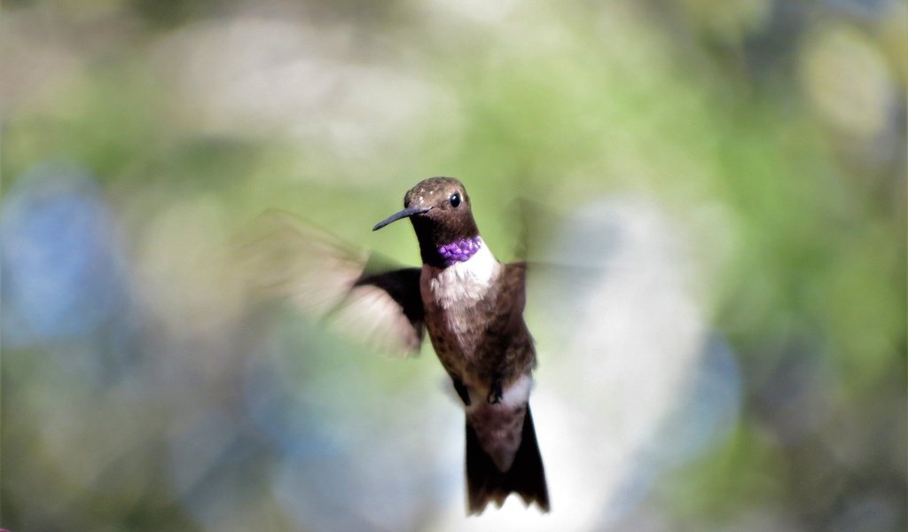 Обои полет, крылья, размытость, клюв, перья, колибри, flight, wings, blur, beak, feathers, hummingbird разрешение 4000x2664 Загрузить