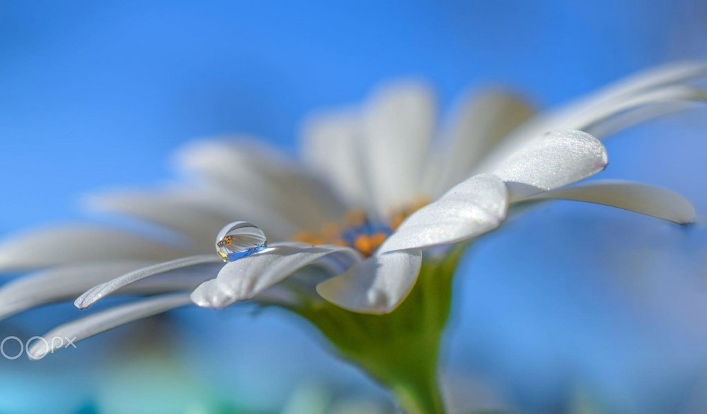 Обои небо, макро, цветок, капля, лепестки, белый, ромашка, aylin in the dropland, the sky, macro, flower, drop, petals, white, daisy разрешение 2097x1080 Загрузить