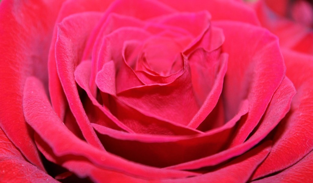 Обои цветок, роза, лепестки, бутон, крупным планом, flower, rose, petals, bud, closeup разрешение 4272x2848 Загрузить