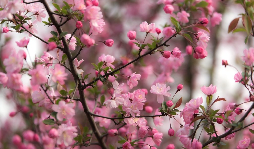 Обои дерево, цветение, ветки, весна, tree, flowering, branches, spring разрешение 2400x1574 Загрузить