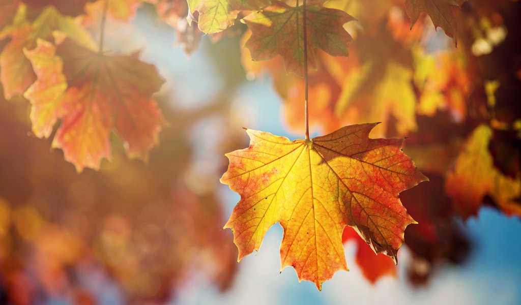 Обои дерево, листья, ветки, осень, клен, tree, leaves, branches, autumn, maple разрешение 2000x1335 Загрузить