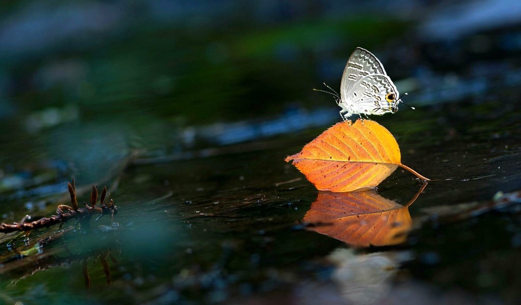 Обои вода, насекомое, бабочка, крылья, лист, water, insect, butterfly, wings, sheet разрешение 2048x1477 Загрузить