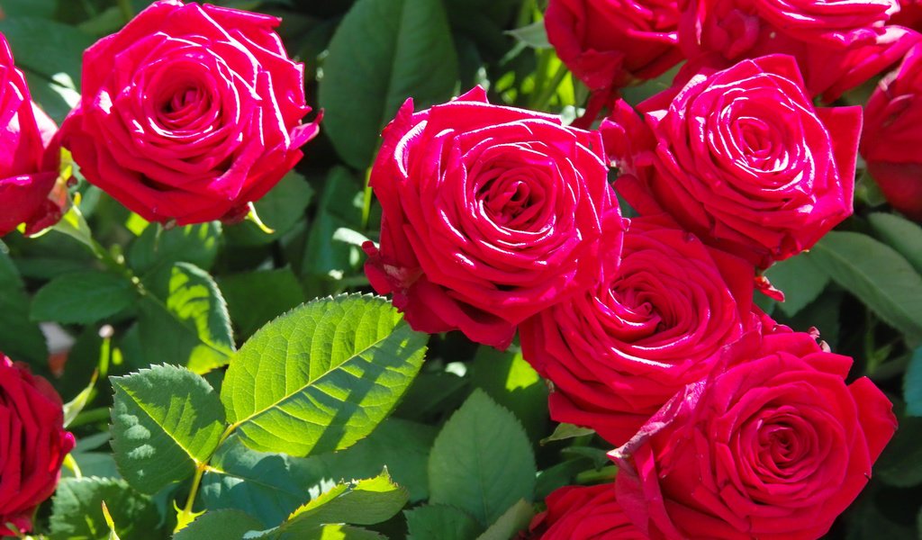 Обои цветы, бутоны, ветки, роза, лепестки, красный, flowers, buds, branches, rose, petals, red разрешение 2112x1188 Загрузить
