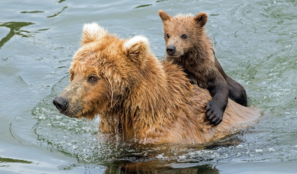 Обои вода, купание, медведи, медвежонок, гризли, медведица, water, bathing, bears, bear, grizzly разрешение 2047x1365 Загрузить