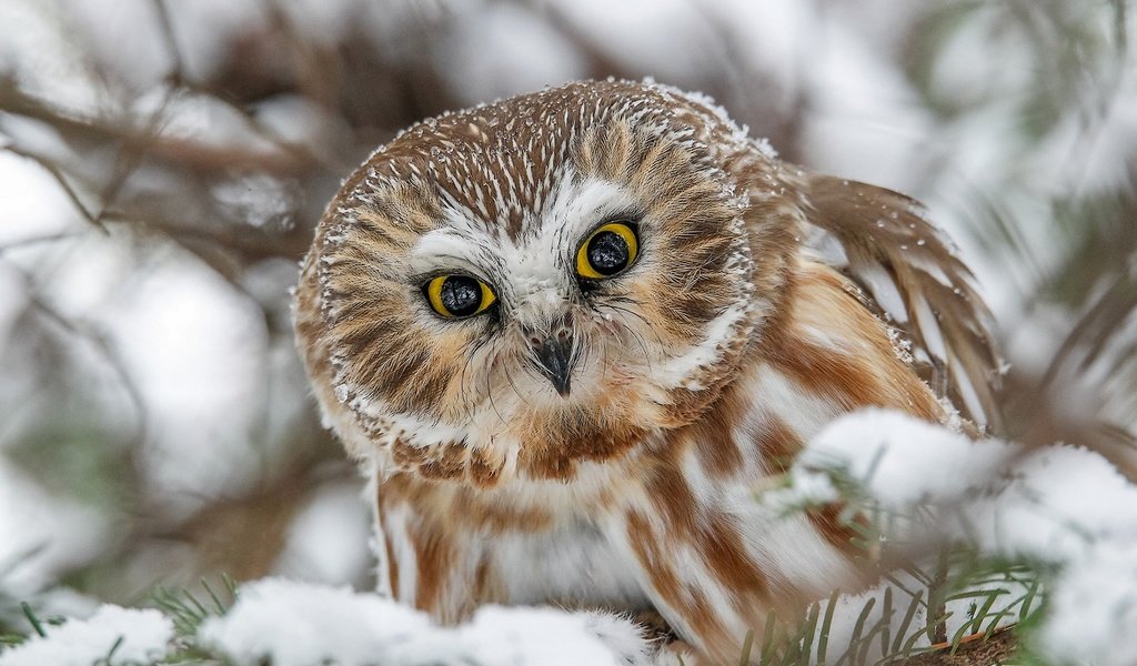 Обои сова, снег, взгляд, птица, мохноногий сыч, owl, snow, look, bird, tengmalm's owl разрешение 1920x1233 Загрузить