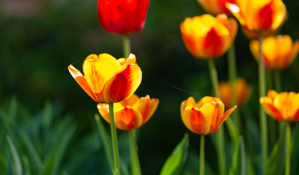 Обои цветы, природа, весна, тюльпаны, желто-красные, flowers, nature, spring, tulips, yellow-red разрешение 2228x1486 Загрузить