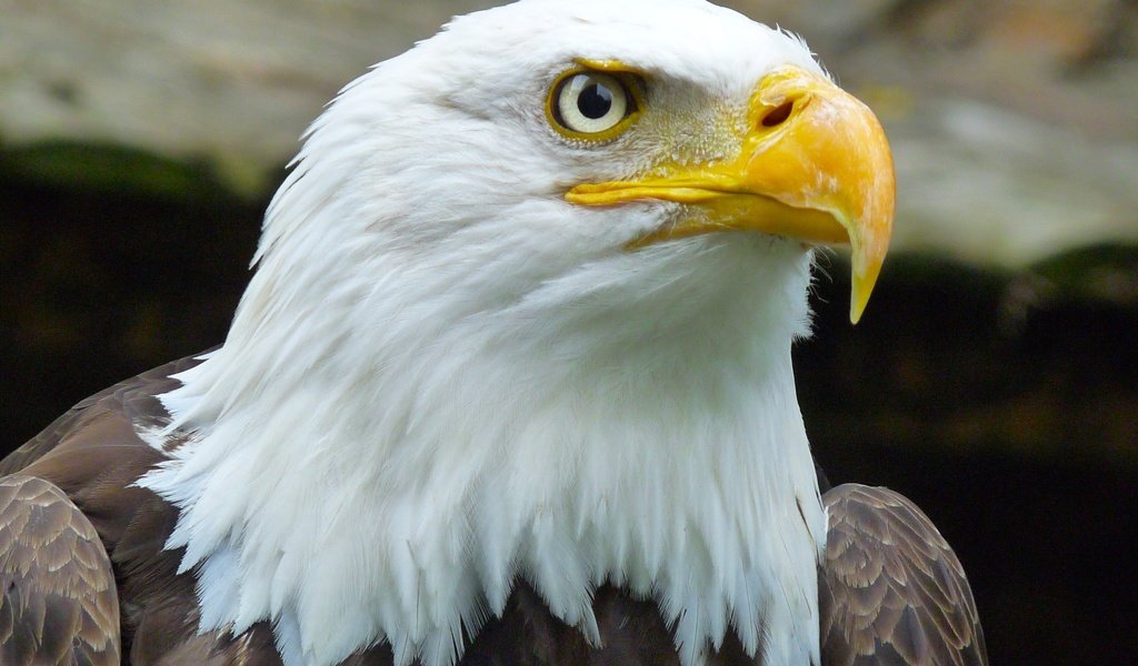 Обои орел, клюв, дикая природа, белоголовый орлан, крупным планом, хищная птица, eagle, beak, wildlife, bald eagle, closeup, bird of prey разрешение 2560x1920 Загрузить