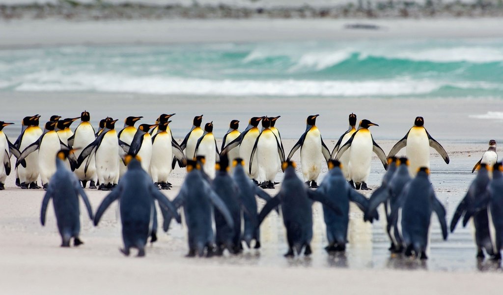 Обои птицы, пингвины, королевский пингвин, фолклендские острова, birds, penguins, royal penguin разрешение 1920x1080 Загрузить