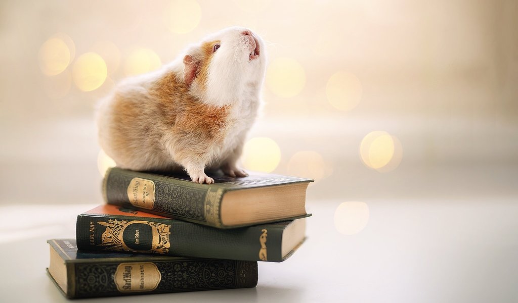 Обои фон, книги, грызун, морская свинка, background, books, rodent, guinea pig разрешение 2048x1365 Загрузить