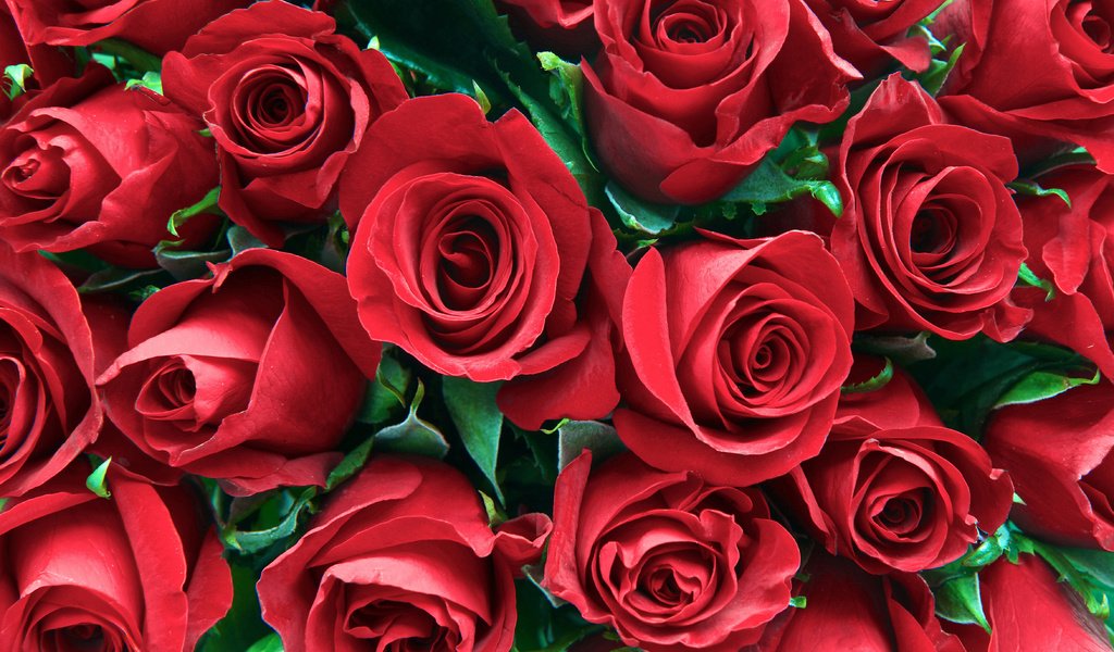 Обои цветы, бутоны, розы, лепестки, flowers, buds, roses, petals разрешение 4680x3120 Загрузить