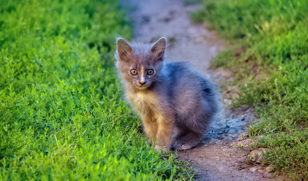 Обои трава, кот, мордочка, кошка, взгляд, котенок, grass, cat, muzzle, look, kitty разрешение 5184x3456 Загрузить