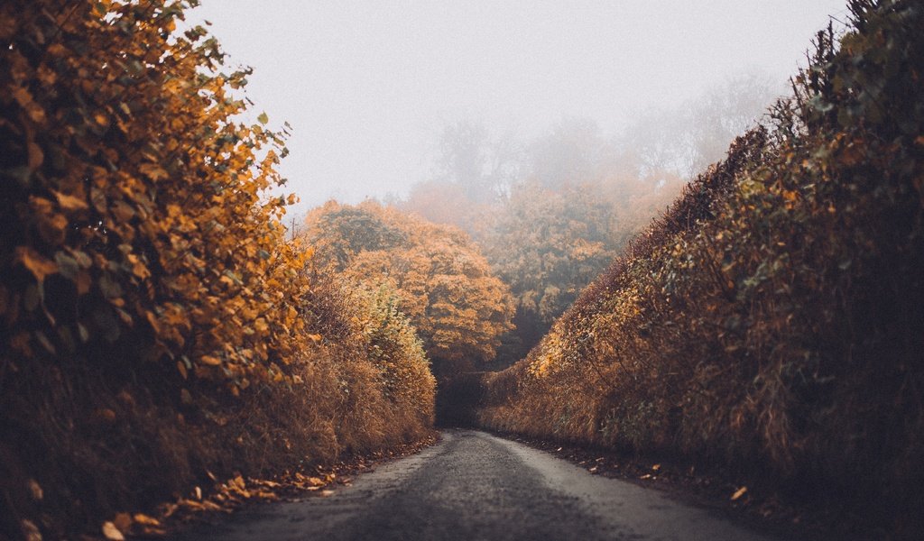 Обои дорога, лес, листья, пейзаж, туман, осень, road, forest, leaves, landscape, fog, autumn разрешение 5469x3646 Загрузить