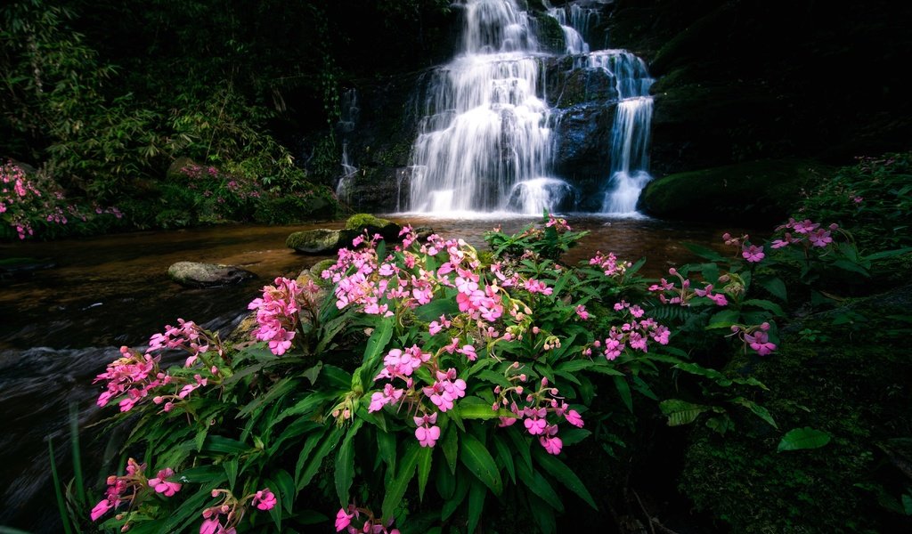 Обои цветы, река, водопад, тайланд, каскад, flowers, river, waterfall, thailand, cascade разрешение 4500x3000 Загрузить