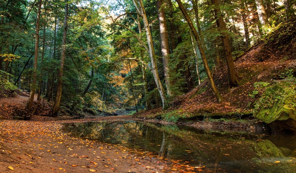 Обои деревья, лес, ручей, осень, огайо, trees, forest, stream, autumn, ohio разрешение 4000x2597 Загрузить