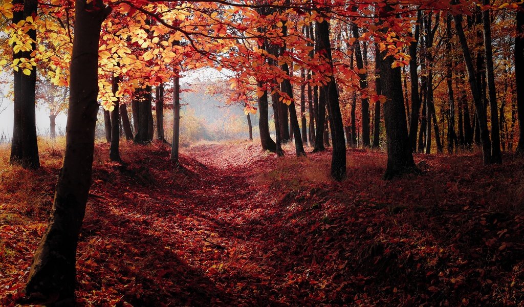 Обои деревья, природа, лес, листья, осень, тропинка, trees, nature, forest, leaves, autumn, path разрешение 5472x3648 Загрузить