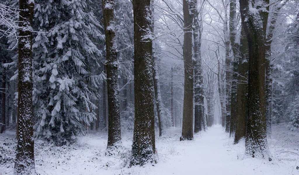 Обои деревья, снег, природа, лес, зима, нидерланды, trees, snow, nature, forest, winter, netherlands разрешение 2048x1365 Загрузить