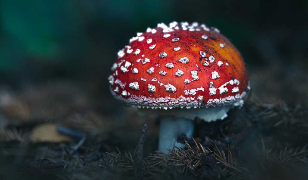 Обои гриб, темный фон, мухомор, mushroom, the dark background разрешение 2000x1333 Загрузить