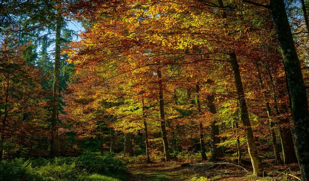 Обои лес, листва, осень, краски осени, forest, foliage, autumn, the colors of autumn разрешение 3840x2160 Загрузить