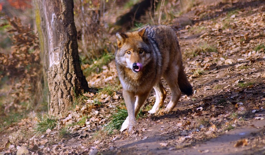 Обои лес, взгляд, прогулка, волк, forest, look, walk, wolf разрешение 3008x1881 Загрузить