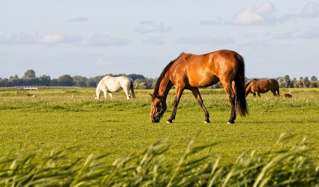 Обои поле, лошади, кони, пасутся, field, horse, horses, grazing разрешение 3840x2160 Загрузить