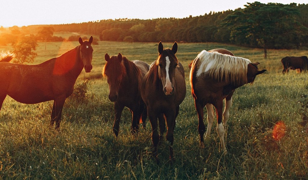 Обои поле, лошади, кони, солнечный свет, field, horse, horses, sunlight разрешение 3840x2160 Загрузить
