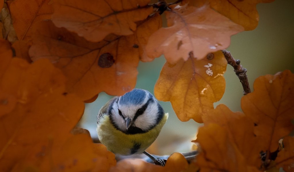 Обои природа, листья, осень, птица, синица, nature, leaves, autumn, bird, tit разрешение 2662x2080 Загрузить