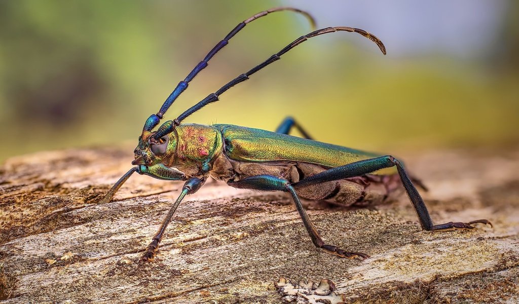 Обои природа, насекомое, nature, insect разрешение 1920x1080 Загрузить