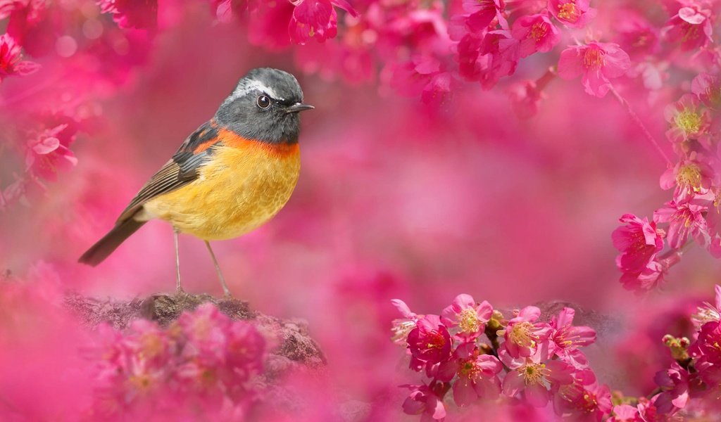Обои природа, птица, тайвань, вишня, цветки, боке, fuyi chen, nature, bird, taiwan, cherry, flowers, bokeh разрешение 2000x1339 Загрузить