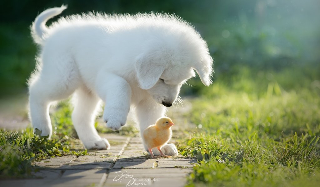 Обои птенец, собака, щенок, цыплёнок, знакомство, chick, dog, puppy, chicken, familiarity разрешение 2560x1708 Загрузить