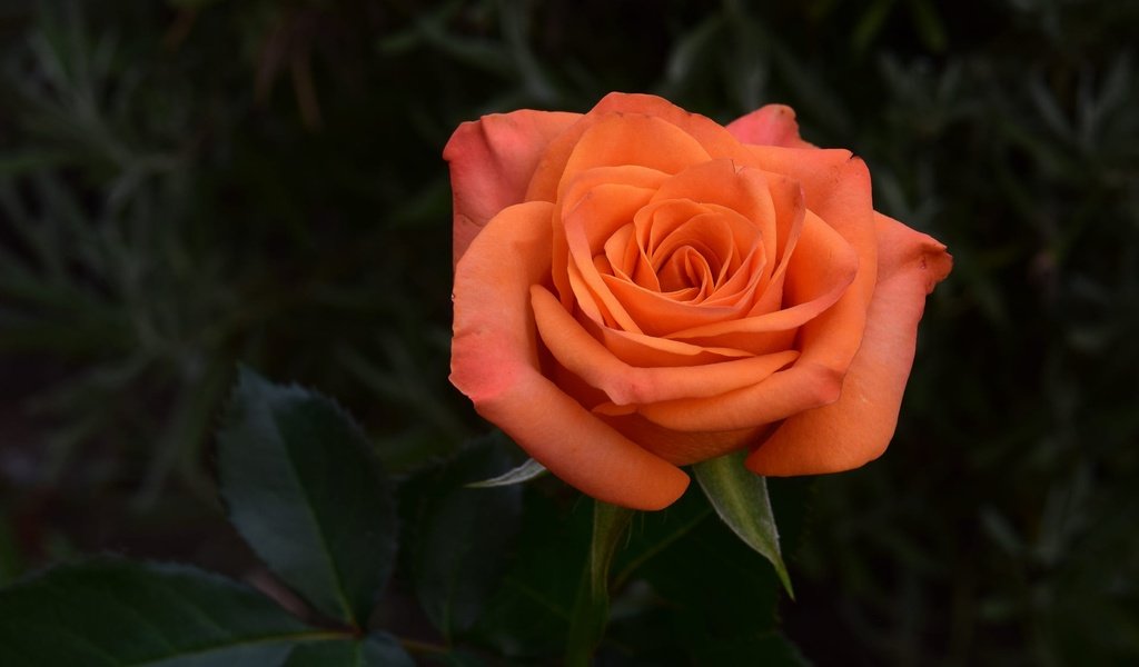 Обои роза, rose разрешение 2000x1125 Загрузить