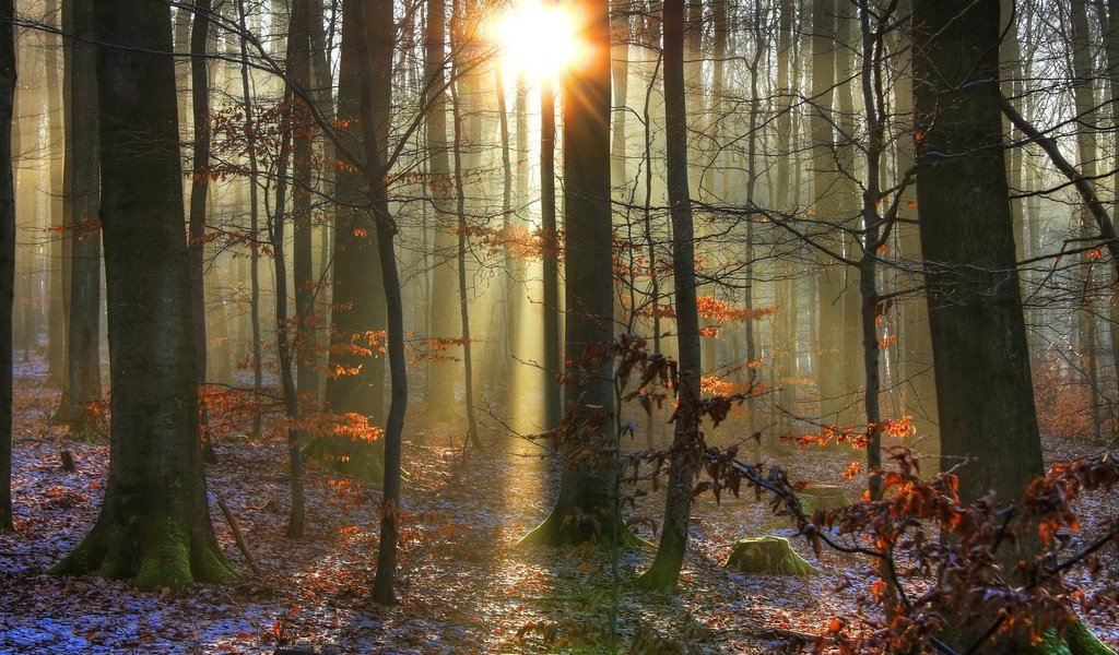 Обои свет, деревья, солнце, снег, природа, лес, зима, лучи, light, trees, the sun, snow, nature, forest, winter, rays разрешение 1920x1200 Загрузить