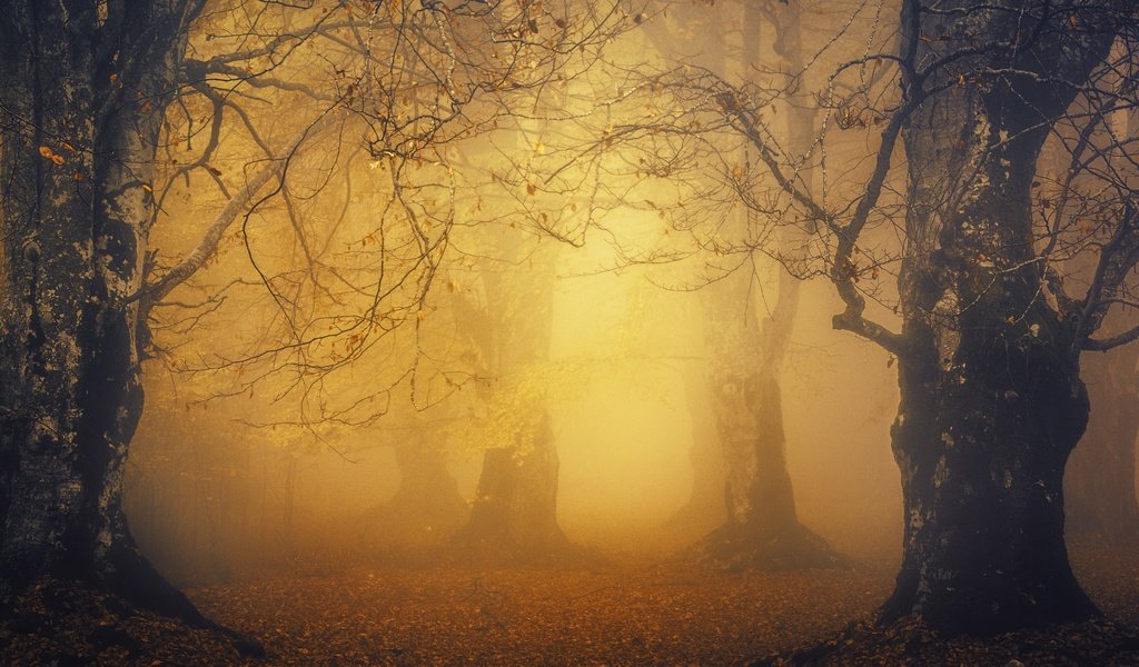Обои свет, лес, парк, туман, листва, осень, light, forest, park, fog, foliage, autumn разрешение 3840x2160 Загрузить
