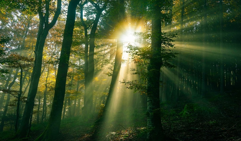 Обои свет, солнце, лес, лучи, light, the sun, forest, rays разрешение 3840x2160 Загрузить