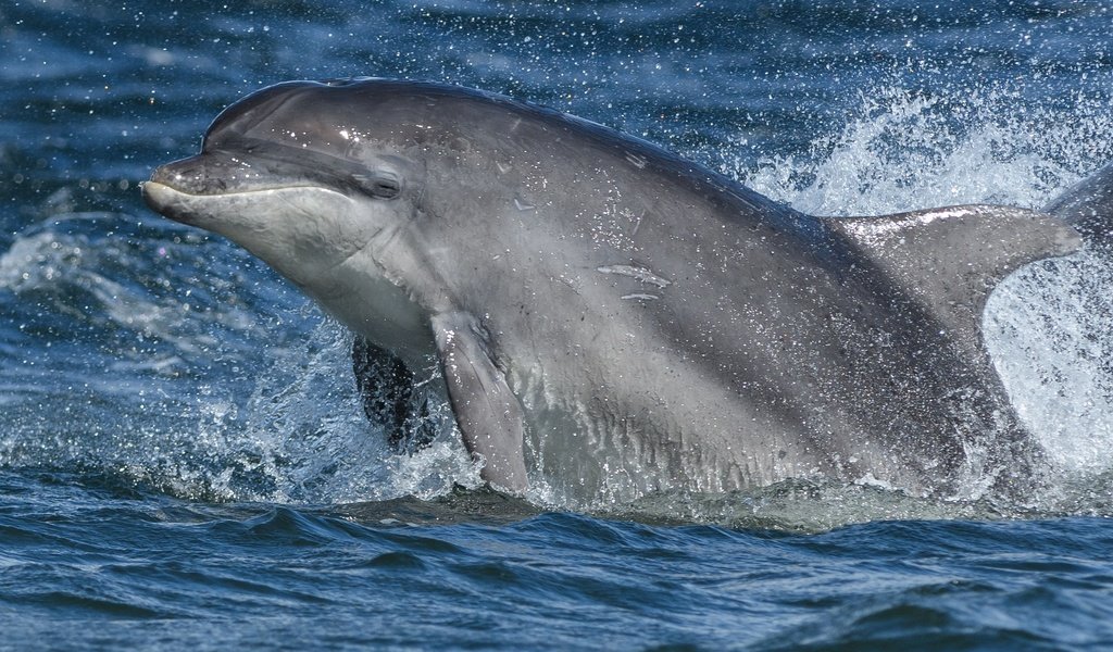 Обои вода, море, брызги, дельфин, water, sea, squirt, dolphin разрешение 2389x1344 Загрузить