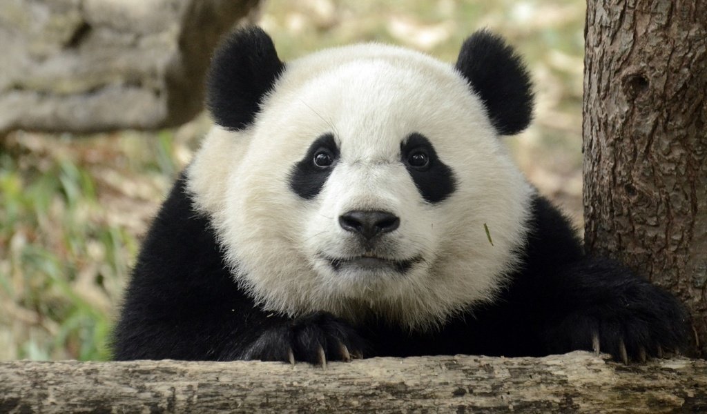 Обои взгляд, панда, ушки, look, panda, ears разрешение 1920x1080 Загрузить