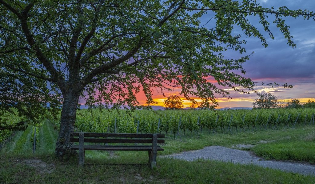 Обои закат, скамья, виноградник, sunset, bench, vineyard разрешение 3840x2160 Загрузить