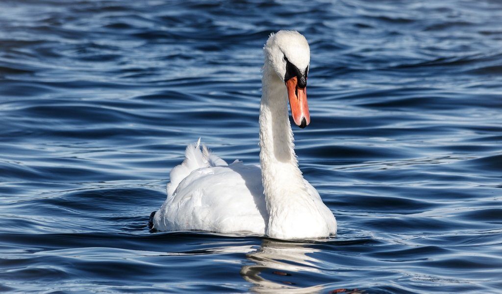 Обои белый, водоем, птица, голубой фон, лебедь, white, pond, bird, blue background, swan разрешение 2880x1620 Загрузить