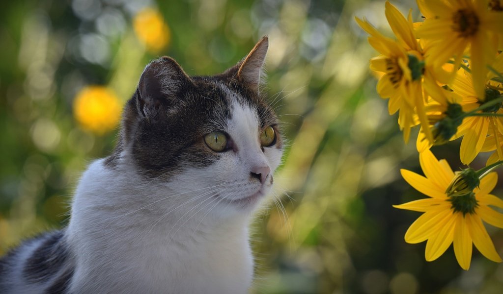 Обои цветы, кот, кошка, взгляд, боке, flowers, cat, look, bokeh разрешение 3840x2160 Загрузить