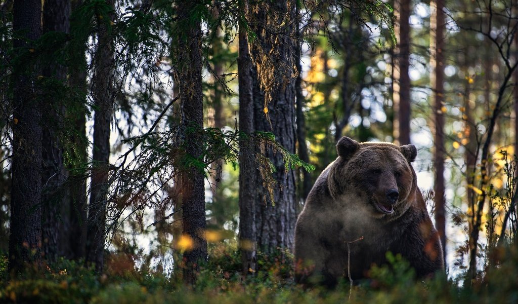 Обои лес, медведь, зверь, forest, bear, beast разрешение 2600x1586 Загрузить
