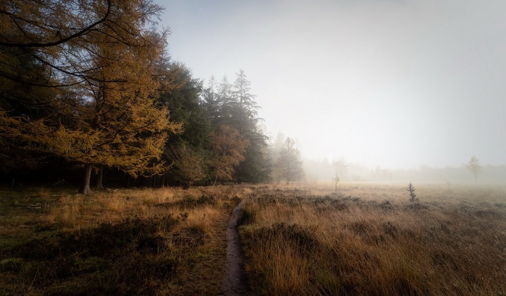 Обои туман, поле, осень, fog, field, autumn разрешение 3840x2160 Загрузить
