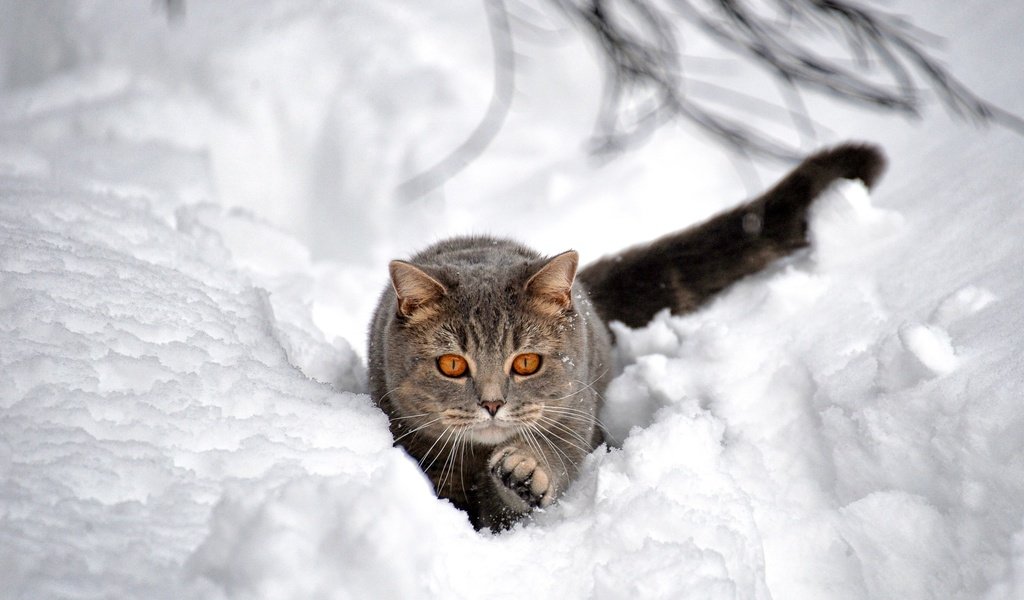 Обои снег, зима, кот, кошка, взгляд, сугроб, боке, snow, winter, cat, look, the snow, bokeh разрешение 2048x1364 Загрузить