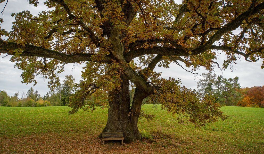 Обои дерево, осень, скамья, tree, autumn, bench разрешение 3840x2160 Загрузить