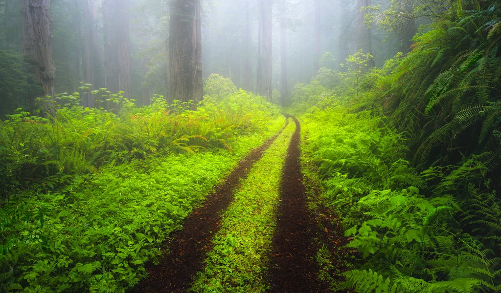 Обои дорога, деревья, природа, лес, пейзаж, утро, туман, road, trees, nature, forest, landscape, morning, fog разрешение 2048x1365 Загрузить