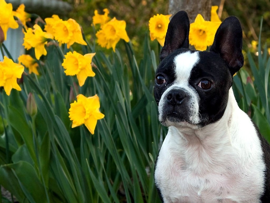 Обои морда, цветы, макро, нарциссы, face, flowers, macro, daffodils разрешение 1920x1200 Загрузить