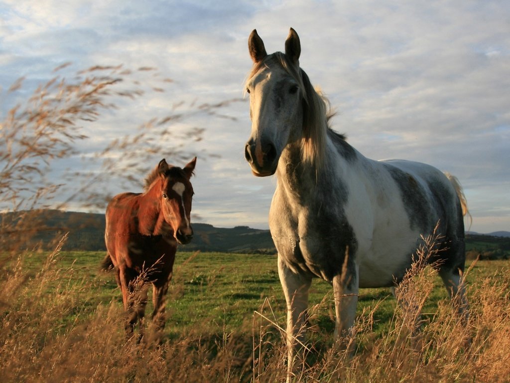 Обои природа, поле, лошади, кони, порода, окрас, nature, field, horse, horses, breed, color разрешение 2560x1579 Загрузить