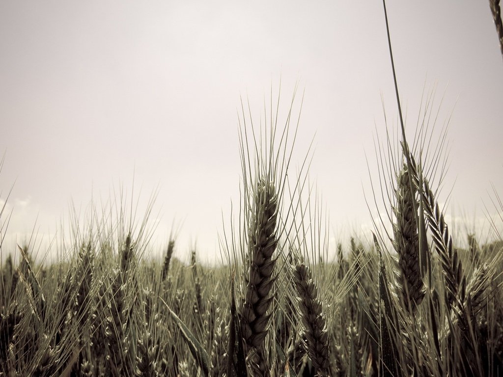 Обои небо, стиль, поле, серость, колосья, пшеница, десктоп, колосс, the sky, style, field, mediocrity, ears, wheat, desktop, colossus разрешение 1920x1200 Загрузить