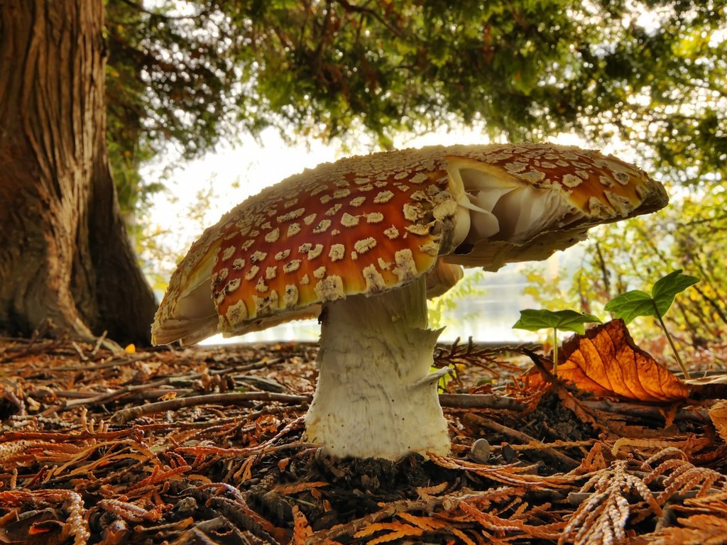 Обои природа, зелень, лес, гриб, мухомор, осенние листья, nature, greens, forest, mushroom, autumn leaves разрешение 1905x1172 Загрузить