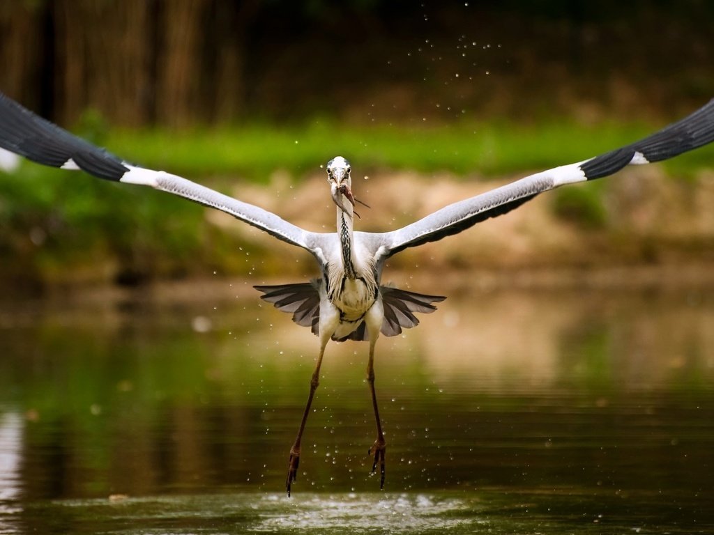 Обои озеро, рыба, аист, lake, fish, stork разрешение 1920x1200 Загрузить